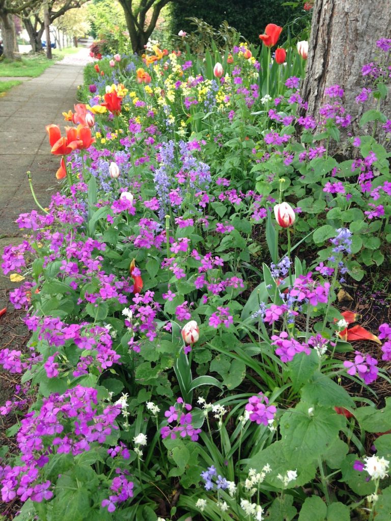 Spring flowers Seattle