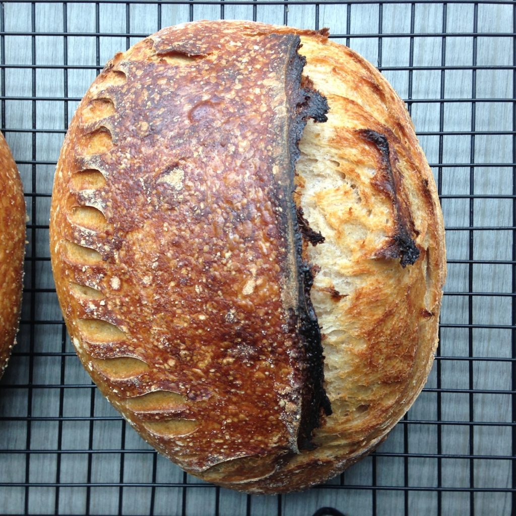 Sourdough boules